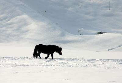 Pony im Schnee