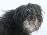 Tibet Terrier Mischling