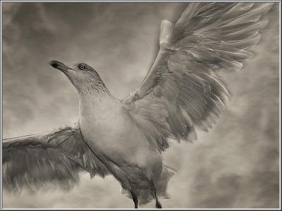 Fly Away