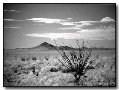 The Desert - California, Nevada