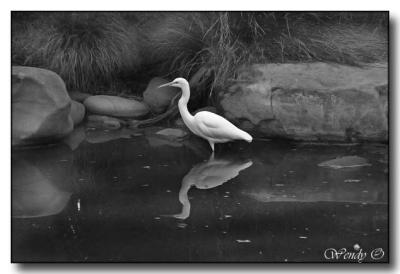 Egret