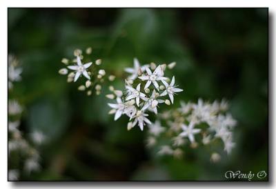 Star Flowers