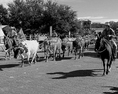 cattle drive 2