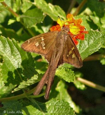 white striped longtail