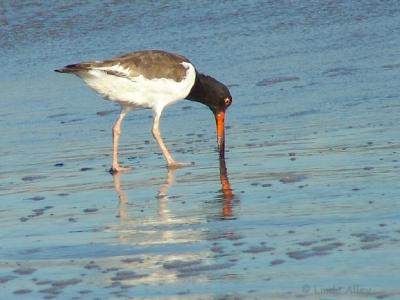 american oystercatcher