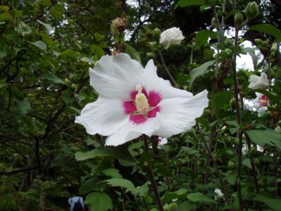 Mukuge, or rose of Sharon
