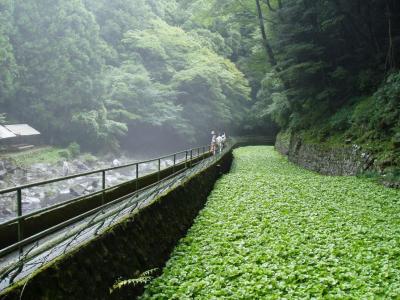 Wasabi as far as the eye can see