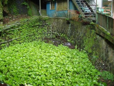 Izu is famed for its wasabi