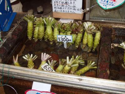Fresh wasabi for sale