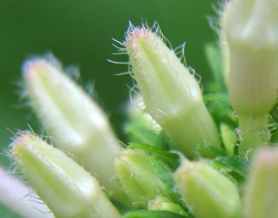 Flower 72  00066.jpg