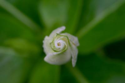 Flower 72  00041.jpg