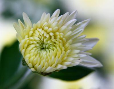 Flower 72 00004.jpg