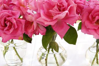 Pink Roses 72  00049.jpg