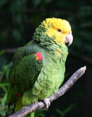 animals