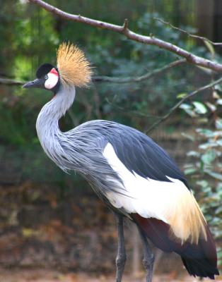Zoo72  00035 copy.jpg