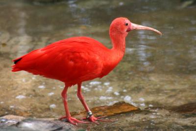 Red Bird 72  00031.jpg