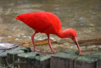 Red Bird 72  00032.jpg