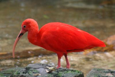 Red Bird 72  00034.jpg