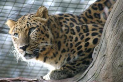 Big Cat 72 00050.jpg