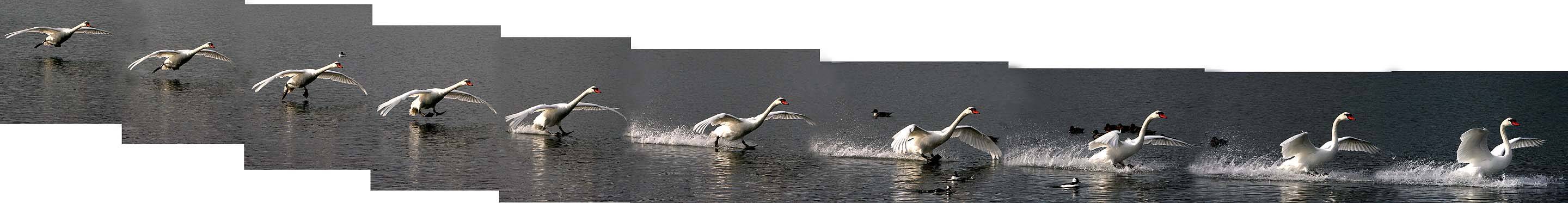 swan landing.7805.jpg