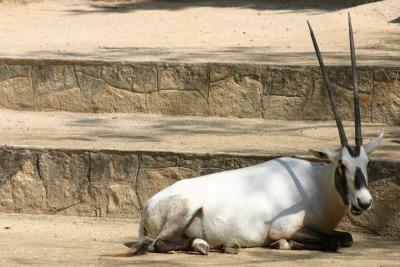 SA_Zoo_2004 006.jpg