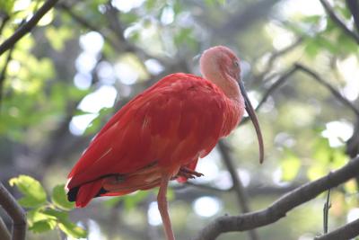 SA_Zoo_2004 008.jpg