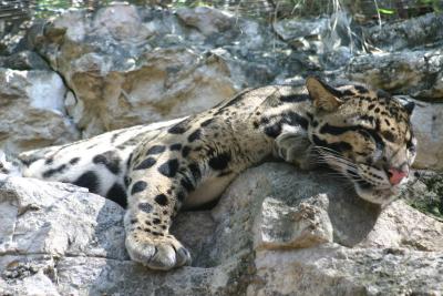 SA_Zoo_2004 013.jpg