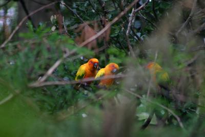 SA_Zoo_2004 021.jpg
