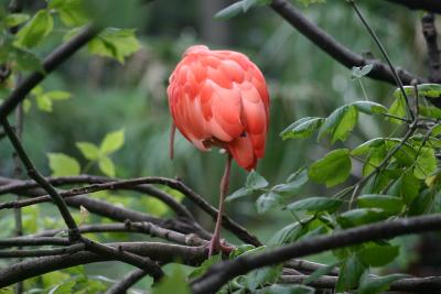 SA_Zoo_2004 022.jpg