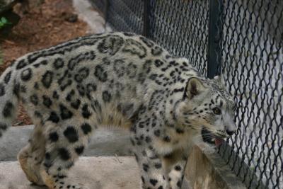 SA_Zoo_2004 028.jpg
