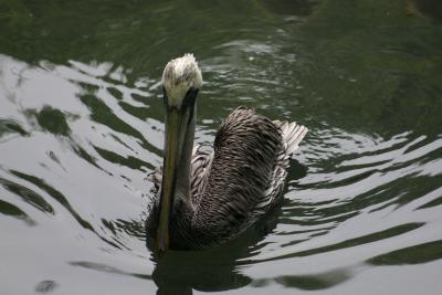 SA_Zoo_2004 034.jpg