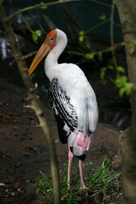 SA_Zoo_2004 039.jpg