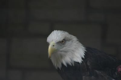 SA_Zoo_2004 045.jpg