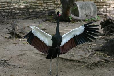SA_Zoo_2004 049.jpg