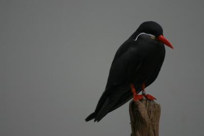 SA_Zoo_2004 059.jpg