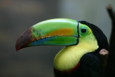 SA_Zoo_2004 063.jpg