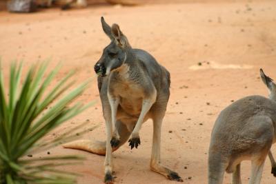 SA_Zoo_2004 073.jpg