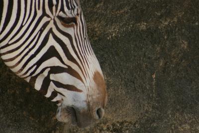 SA_Zoo_2004 089.jpg