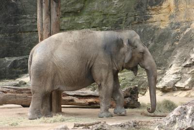 SA_Zoo_2004 095.jpg