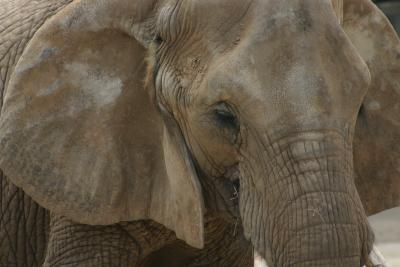 SA_Zoo_2004 097.jpg