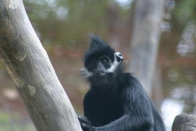 SA_Zoo_2004 103.jpg