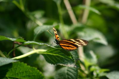 SA_Zoo_2004 112.jpg