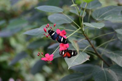SA_Zoo_2004 113.jpg