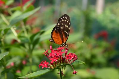 SA_Zoo_2004 115.jpg