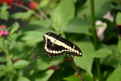 SA_Zoo_2004 116.jpg