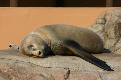 SeaWorld 032.jpg