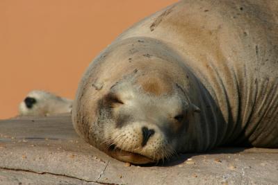 SeaWorld 033.jpg