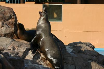 SeaWorld 036.jpg