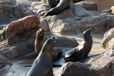 SeaWorld 040.jpg