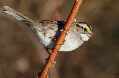 White Throated Sparrow Zonotrichia albicollis
